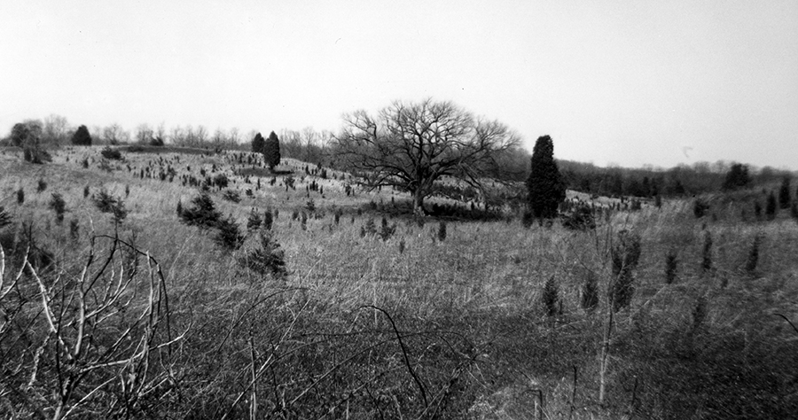 Black and white photograph of a rolling, hilly landscape with sparsely scattered trees and shrubs.